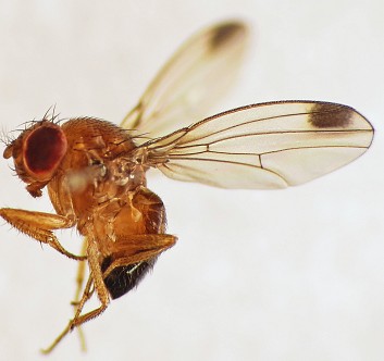 Close-up on the Drosophila melanogaster 