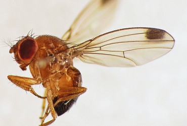 How IRSEA is fighting Drosophila Suzukii,